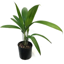 Load image into Gallery viewer, Palm, 10in, Grass
