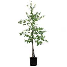 Load image into Gallery viewer, Birch, 10 gal, Paper