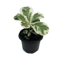 Load image into Gallery viewer, Ficus, 4in, Lyrata Variegated