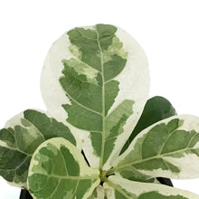 Load image into Gallery viewer, Ficus, 4in, Lyrata Variegated