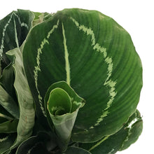Load image into Gallery viewer, Calathea, 6in, Green Lipstick