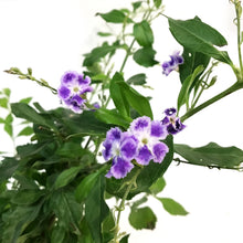 Load image into Gallery viewer, 1 Gal Duranta, Sapphire Showers