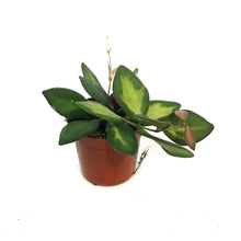 Load image into Gallery viewer, Hoya, 2.5in, Neon DS-70