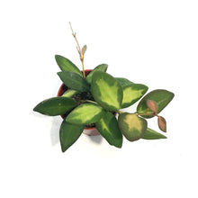 Load image into Gallery viewer, Hoya, 2.5in, Neon DS-70