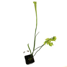 Load image into Gallery viewer, Sarracenia, 3.5in, Hardy Pitcher Plant, Tall