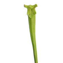 Load image into Gallery viewer, Sarracenia, 3.5in, Hardy Pitcher Plant, Tall