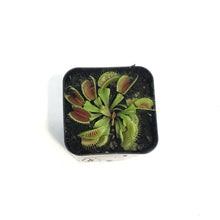 Load image into Gallery viewer, Venus Flytrap, 2.5in, Flexx