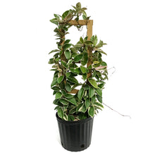 Load image into Gallery viewer, Hoya, 10in, Krimson Queen W/ Trellis