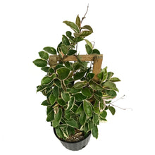 Load image into Gallery viewer, Hoya, 10in, Krimson Queen W/ Trellis
