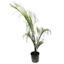 Load image into Gallery viewer, Palm, 10in, Triangle