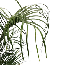 Load image into Gallery viewer, Palm, 10in, Triangle