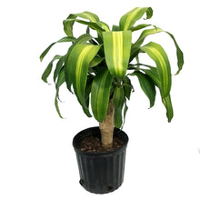 Load image into Gallery viewer, Dracaena, 10in Mass Stump
