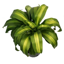 Load image into Gallery viewer, Dracaena, 10in Mass Stump