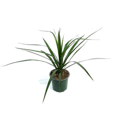 Load image into Gallery viewer, Dracaena, 4in, Dragon Tree