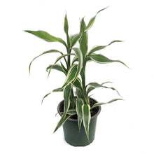 Load image into Gallery viewer, Dracaena, 4in, Ribbon Variegated