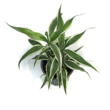 Load image into Gallery viewer, Dracaena, 4in, Ribbon Variegated