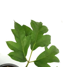 Load image into Gallery viewer, Ivy, 4in, Danish