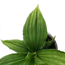 Load image into Gallery viewer, Jungle Drum, 4in