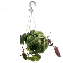 Load image into Gallery viewer, Maranta, 6in Hanging Basket, Red