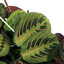 Load image into Gallery viewer, Maranta, 6in Hanging Basket, Red