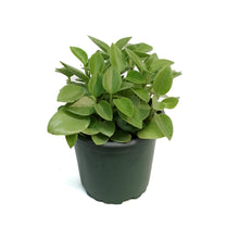 Load image into Gallery viewer, Peperomia, 4in, Astrid Variegated