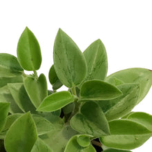 Load image into Gallery viewer, Peperomia, 4in, Astrid Variegated