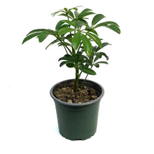 Load image into Gallery viewer, Schefflera, 4in, Arboricola Hawaiian Bush