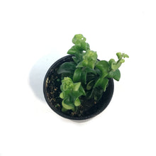 Load image into Gallery viewer, Lipstick Plant, 4in, Rasta