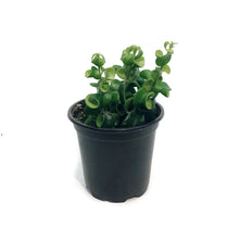 Load image into Gallery viewer, Lipstick Plant, 4in, Rasta