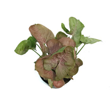 Load image into Gallery viewer, Syngonium, 4in, Singo Lava