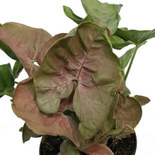 Load image into Gallery viewer, Syngonium, 4in, Singo Lava