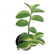 Load image into Gallery viewer, Tradescantia, 4in, Sillamontana Variegated