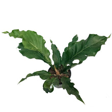 Load image into Gallery viewer, Anthurium, 6in, Hookeri