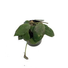 Load image into Gallery viewer, Hoya, 2.5in, Walliniana