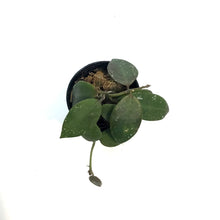 Load image into Gallery viewer, Hoya, 2.5in, Walliniana