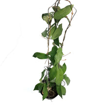 Load image into Gallery viewer, Hoya, 4in, Patella White Flower