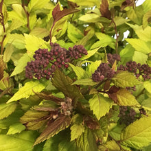 Load image into Gallery viewer, Spirea,8in,Double Play Dolly