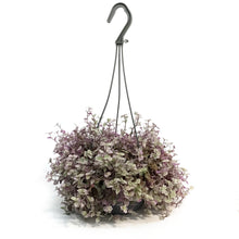 Load image into Gallery viewer, Callisia, 5in Hanging Basket, Rosato