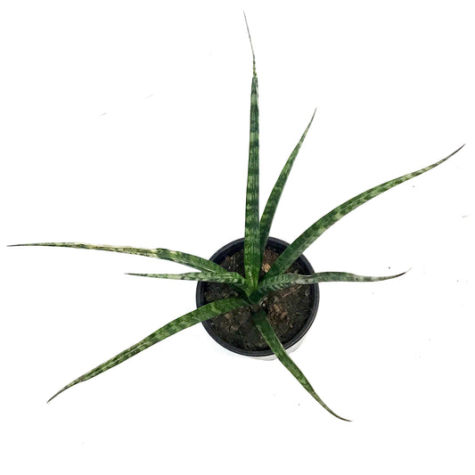 Sansevieria, 4in, Fernwood, Torch
