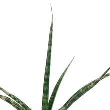 Load image into Gallery viewer, Sansevieria, 4in, Fernwood, Torch