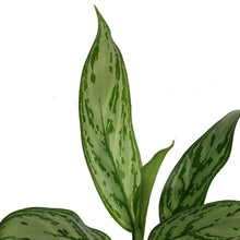 Load image into Gallery viewer, Aglaonema, 4in, Christina