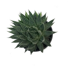 Load image into Gallery viewer, Aloe, 4in, Aristata