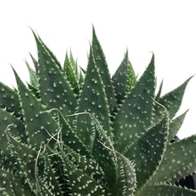 Load image into Gallery viewer, Aloe, 4in, Aristata