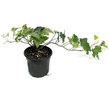 Load image into Gallery viewer, Ivy, 4in, Luzii