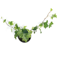 Load image into Gallery viewer, Ivy, 4in, Luzii