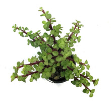 Load image into Gallery viewer, Portulacaria, 4in, Bush