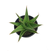 Load image into Gallery viewer, Sansevieria, 3.5in, Tower Blue