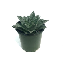 Load image into Gallery viewer, Haworthia, 4in, Robin