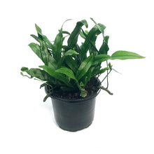 Load image into Gallery viewer, Fern, 4in, Wart