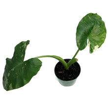 Load image into Gallery viewer, Alocasia, 6in, Macrorrhiza Variegated